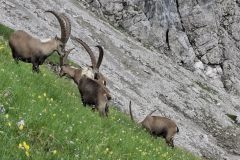 Klettersteig_Allgaeu_25_20250705_074047.jpg