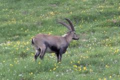 Klettersteig_Allgaeu_25_PXL_20250705_053827926.jpg